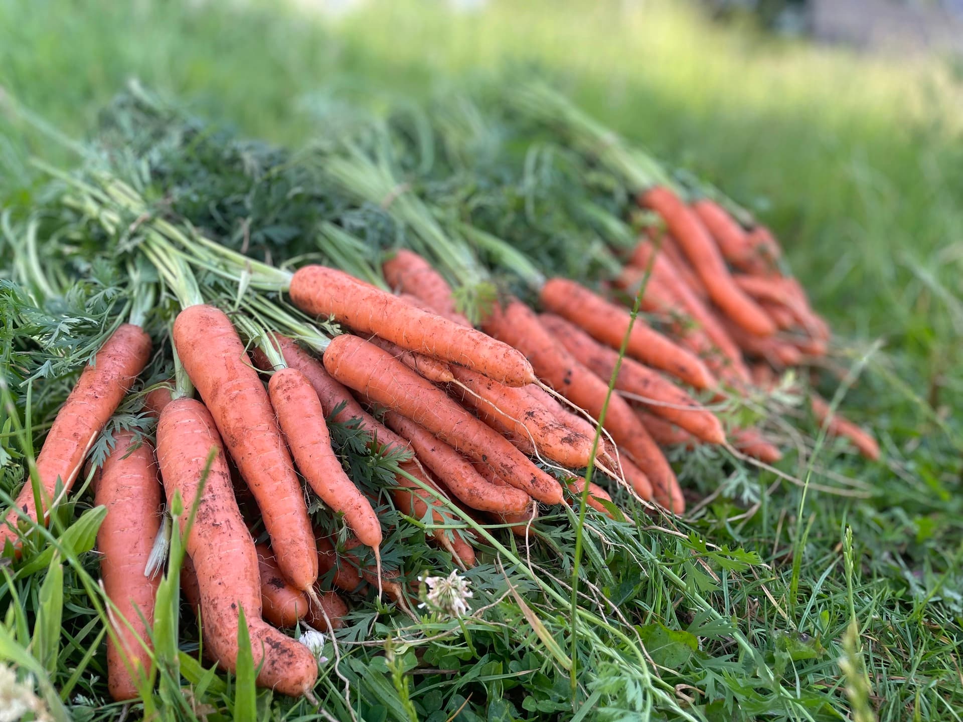 Fresh and truly local organic vegetables